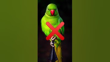 Haram vs Halal Birds in Islam ☪️ || Beauty of Islam 🕌🌸💐 #shorts #islamic #haramvshalal #shortvideo