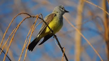 Western Kingbird at Ewam Buddhist Center