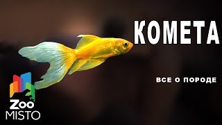 Комета - Все о породе рыбы | Рыба породы комета Комета - Все о породе рыбы | Рыба породы комета