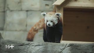 Красная панда – медведь или лиса? Красная панда – медведь или лиса?