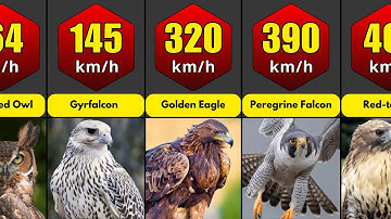 Fastest Birds in the World: Speed Comparison of Nature’s Flyers