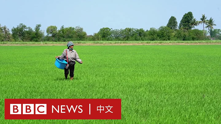 泰国米与肥料的矛盾：价格飙涨下苦恼著的农民 － BBC News 中文 - 天天要闻