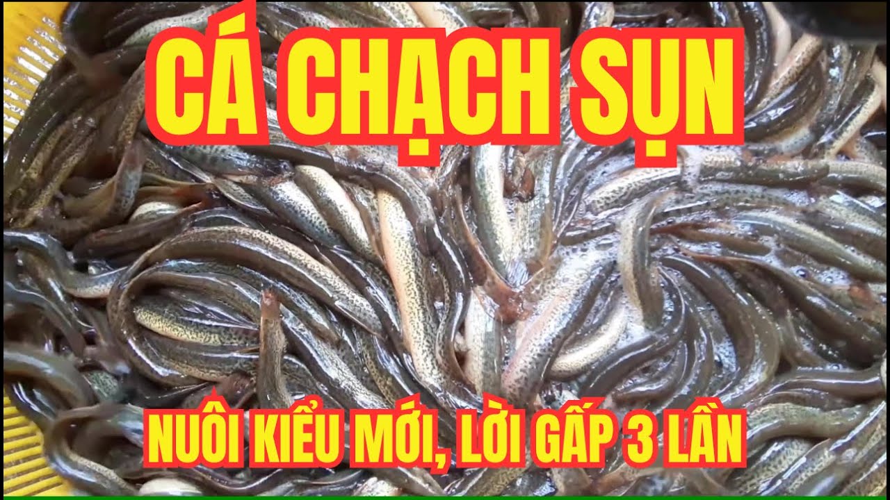 Nuôi Cá Chạch Sụn Kiểu Mới | Ít Vốn, Lời Gấp 3 Lần!