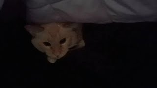 Cat Under The Blankets by Sir Titan The Cat 189 views 4 days ago 50 seconds