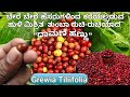 Dhamani Fruit#Grewia Tiliifolia# ಧಾಮನಿ ಹಣ್ಣು