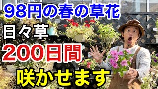 【コスパ最高】日々草をずっと咲かせる育て方のコツ教えます　　　　【カーメン君】【園芸】【ガーデニング】【ニチニチソウ】