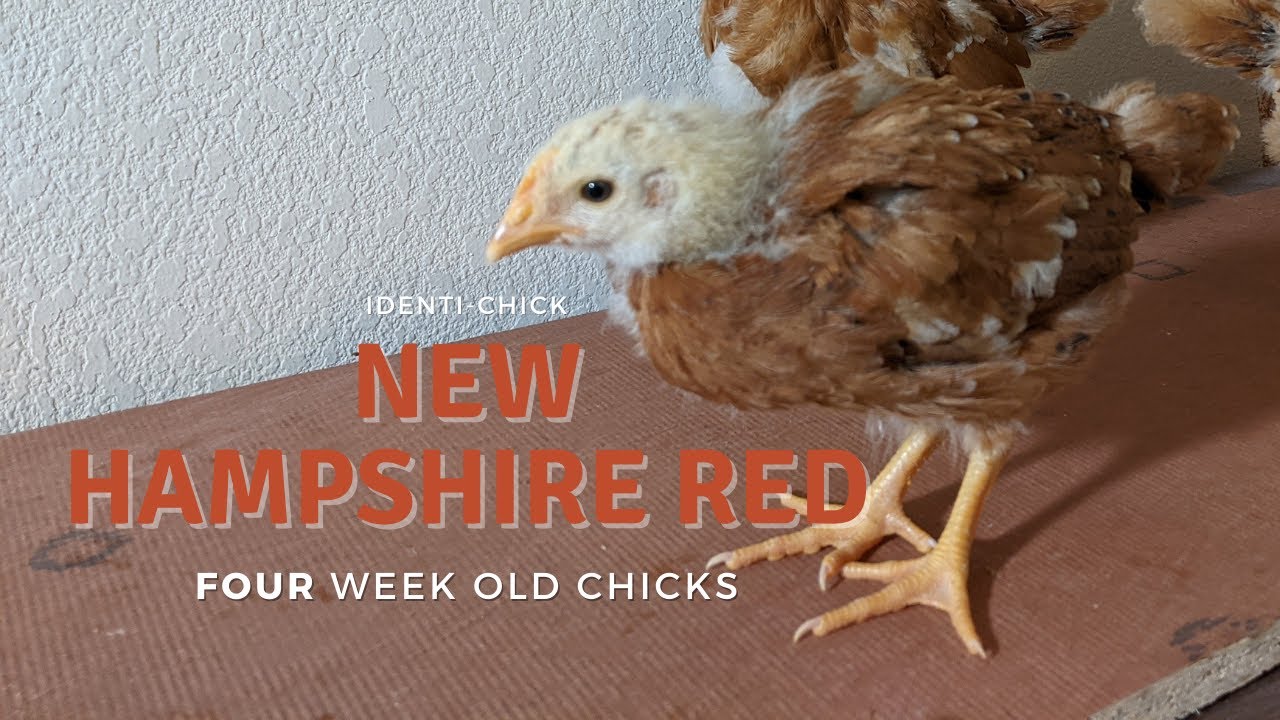 New Hampshire Red 4WeekOld Chicks YouTube