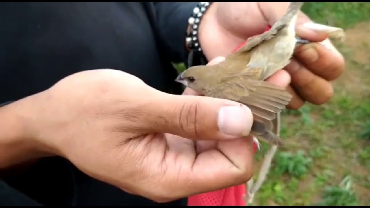 Burung emprit cianjur 