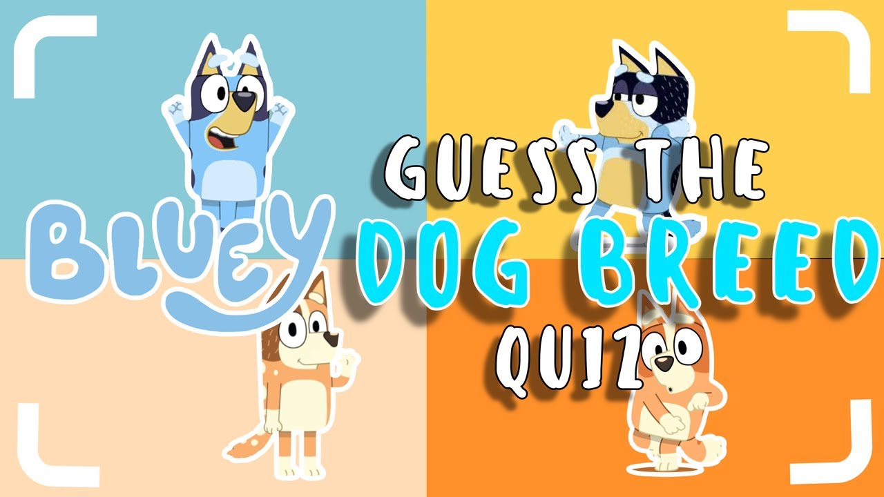 Bluey Dog Breed Quiz Guess The Dog Breed Of Bluey Characters YouTube