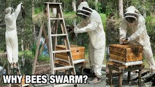 Capturing My First Swarm of Bees: Why Do Bees Swarm?