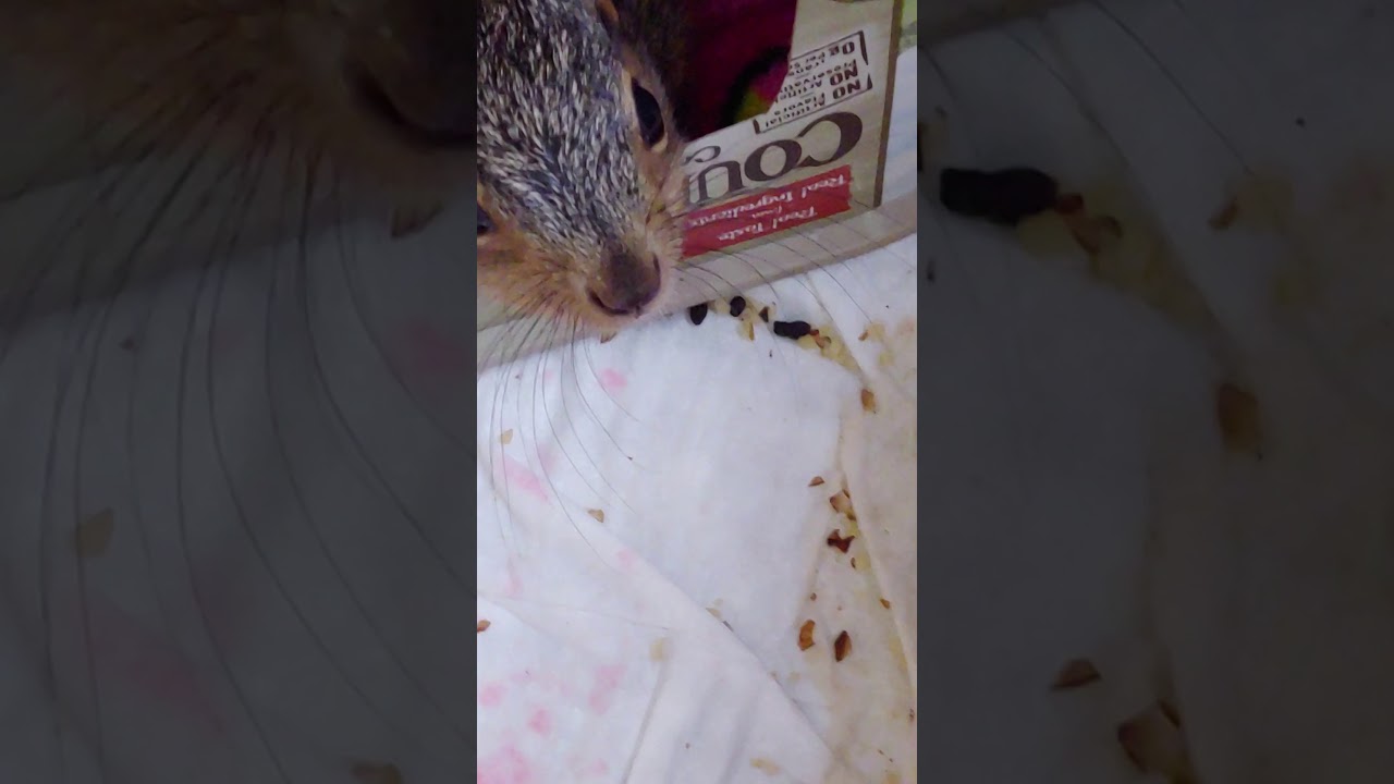 Baby squirrel yawns YouTube