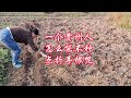 作为一个贵州人,种菜怎么少得了折耳根呢?#我的小菜园 #新农人计划#一分耕耘,一分收获 #折耳根 #浙江