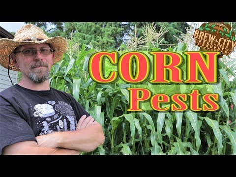 How to Get Rid of Common Corn Pests