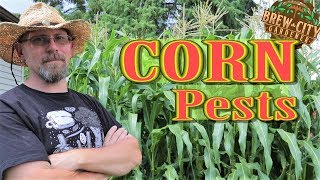 How to Get Rid of Common Corn Pests