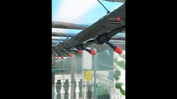 Béc phun sương cam tưới cây GIÁ RẺ dễ lắp đặt  #becphunsuong