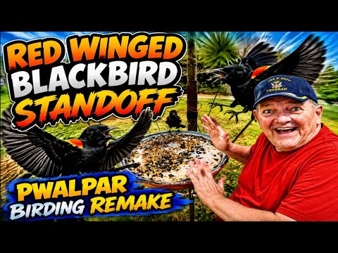 Red Winged Blackbird Standoff, Pwalpar Birding Remake, 8 01 2026: https://youtu.be/D-p0XRfO080