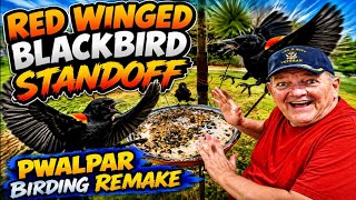 Red Winged Blackbird Standoff, Pwalpar Birding Remake, 8 01 2026: https://youtu.be/D-p0XRfO080
