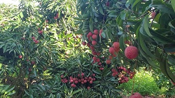 Gửi Vải Thiều Lục Ngạn Cho Các Bác Thưởng Thức