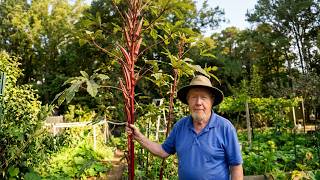 INCREDIBLE OCTOBER WORLD'S TALLEST RED STEM OKRA HARVEST