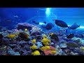 Underwater in Tropical Diver