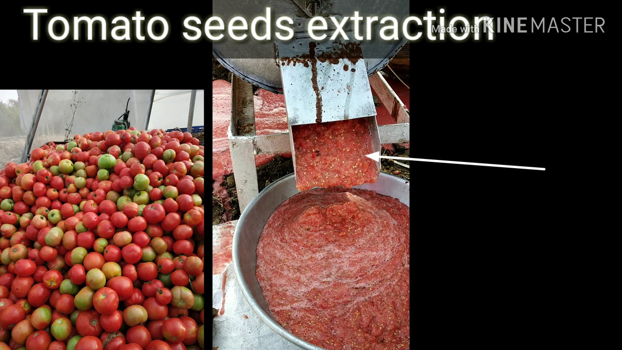 Tomato seed extraction process in large scale. YouTube