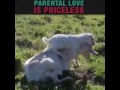 فيديو رائع عن امهات الحيوانات فما بالك بامهاتنا 
