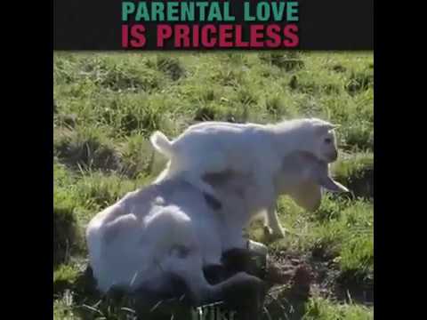 فيديو رائع عن امهات الحيوانات فما بالك بامهاتنا 