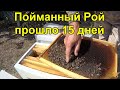 Пойманный рой прошло 15 дней