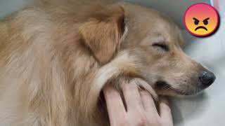 Irritating my DOG!! by JulieZious 618 views 2 years ago 1 minute, 34 seconds