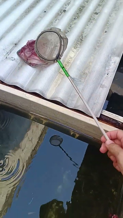 Itu Bukan Ikan Cupang Merah Deek.. Tapi Si Botak Spiderman Bau Ketek 🤭