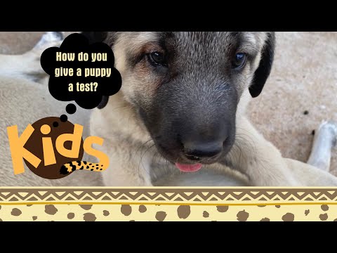 वीडियो: पालतू पशु मालिकों के लिए योग्यता परीक्षण