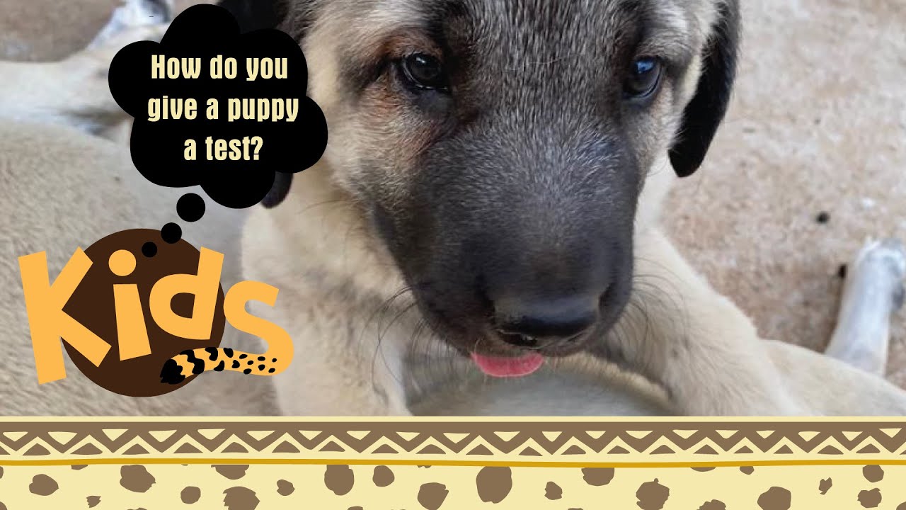 puppy-aptitude-test-youtube