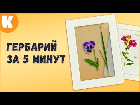 Видео: Как вы собираете растения для гербария?