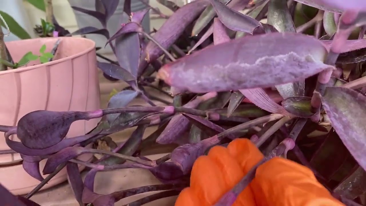 زراعة نبات المكحلة بأكثر من طريقة والنتيجة روعة