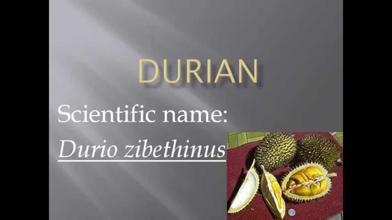 Pronunciation, Picture and Scientific name of fruit DURIAN ...