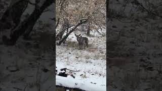 First Arizona snow comes to Flagstaff for 2022 Fall season!
