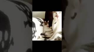 Kitty learning things from mom #shorts #animals #funny