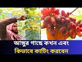 আঙ্গুর গাছ কখন ও করবেন এবং কিভাবে কাটিং করবেন #grape #garden