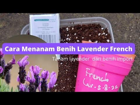 Video: Bisakah kamu makan stoechas lavender?