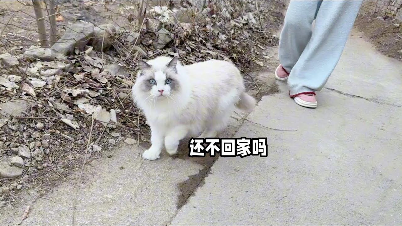 帶城里布偶貓回村過年，去村里遛貓，走了100米就想往家裡跑，生怕把自己丟了#貓咪 #貓咪日常 #cat #cute #寵物 #貓