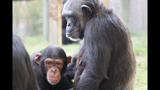 Virtual Field Trip of Save the Chimps - Life History