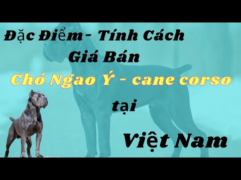 Video: Các loại chó mới hợp thời trang Cane Corsos Go Nuts For