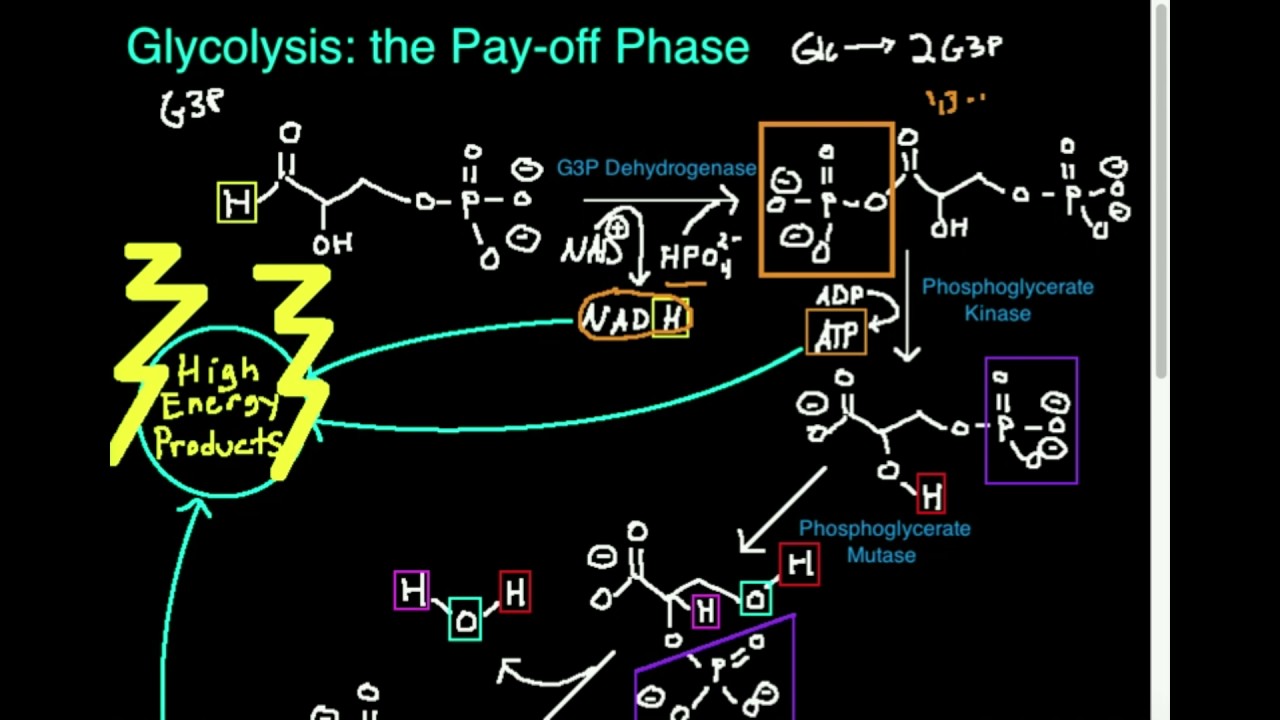 Glycolysis Part 4 4 Payoff Phase Review YouTube
