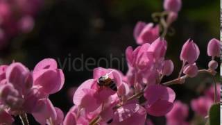 Bee - Stock Footage | VideoHive 15550350
