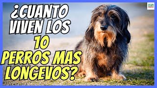 🔴 ¿CUANTO VIVEN LOS 10 PERROS MÁS LONGEVOS? 🐶