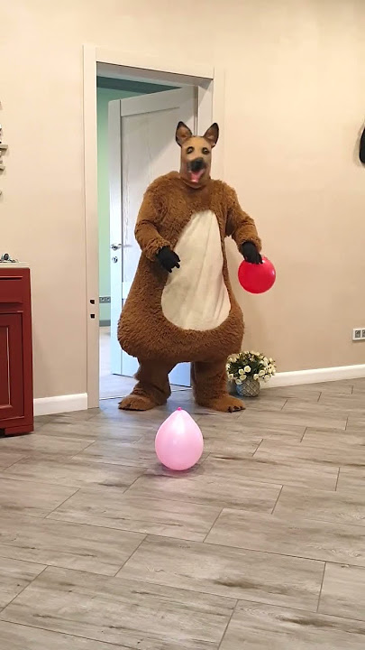 A big fat shaggy dog brings balloons to the doggy