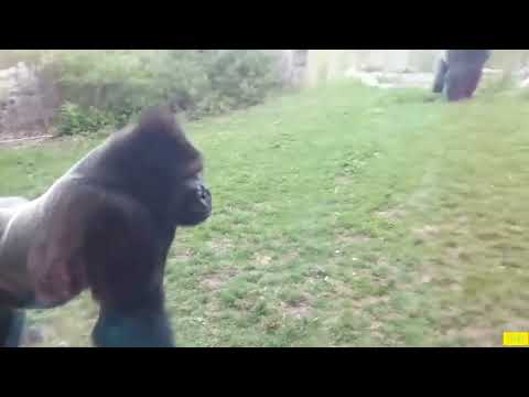 Shot on iPhone Meme Gorilla Breaks Glass at Nebraska Zoo