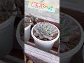 😱大切にしていたブルーエルフの群生株が💦 【多肉植物】