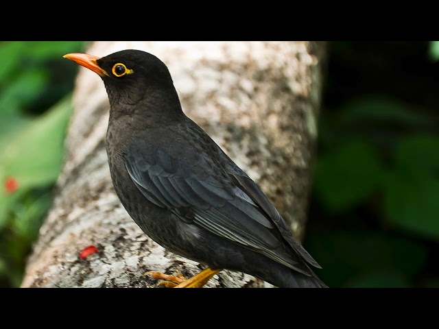Common Blackbird · Turdus merula merula Bird Sound, Bird Song, Bird Call, Bird Calling, Chirps Songs class=
