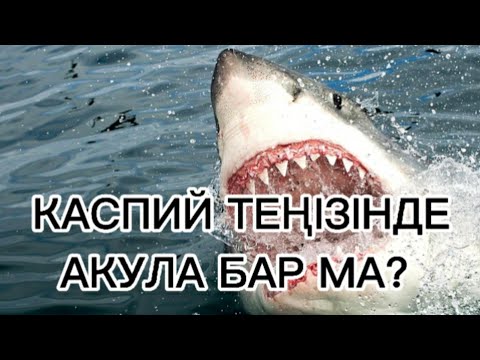 Бейне: Қара теңізде акулалар бар ма?